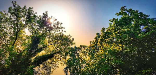 Low angle view of trees against sky