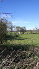 Trees on field against clear sky
