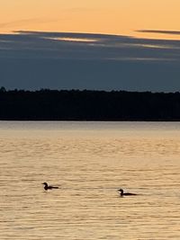 Birds swimming in sea against sky