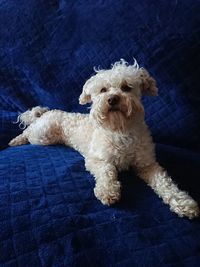 High angle view of dog resting on sofa