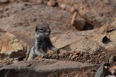 Close-up of squirrel on rock