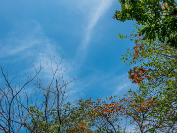 Low angle view of trees against blue sky