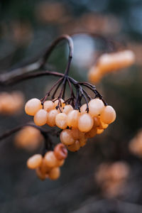 Close-up of yellow flowering plant
