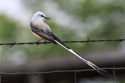 Bird perching on a barbed wire