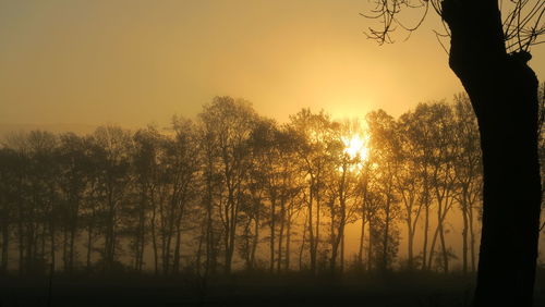 Silhouette trees against sky during sunset