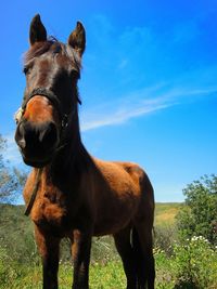 Horses on field