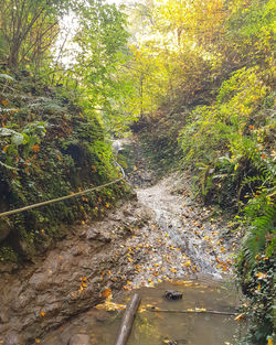 View of stream flowing through forest