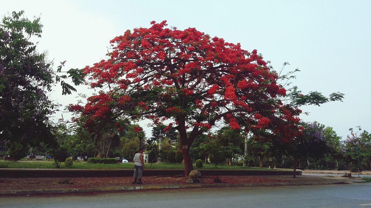 tree, autumn, change, growth, beauty in nature, season, nature, tranquility, clear sky, tranquil scene, park - man made space, red, sky, scenics, day, field, park, branch, grass, outdoors