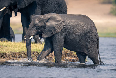 Elephant drinking water