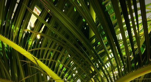 Low angle view of plants