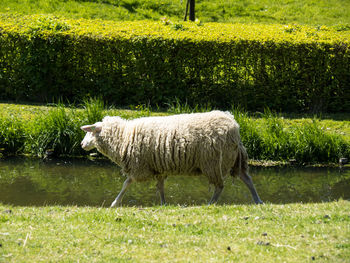 Sheep standing in a field