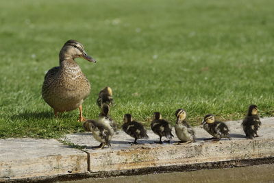 Ducks in a grass