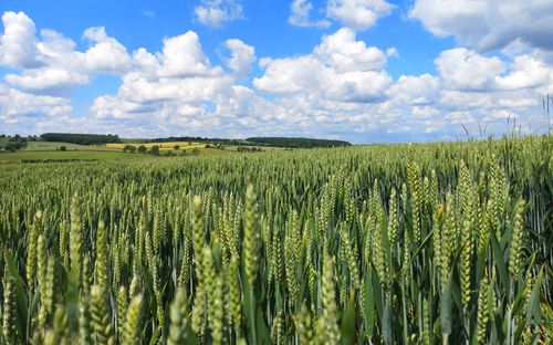 Scenic view of agricultural field against sky