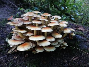 Close-up of mushrooms growing on field