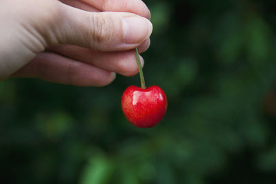 Cropped hand holding cherry