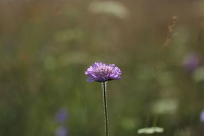 Close-up of purple flowering plant