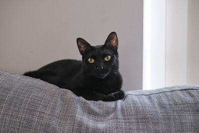 Portrait of black cat laying on couch