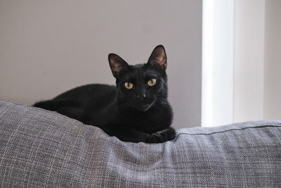 Portrait of cat