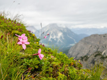 Plants growing on mountain