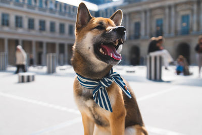 Close-up of a dog