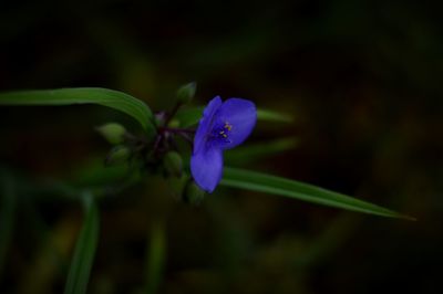 Close-up of purple flowers blooming outdoors