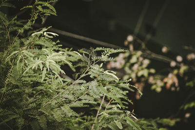 Close-up of fresh green plant