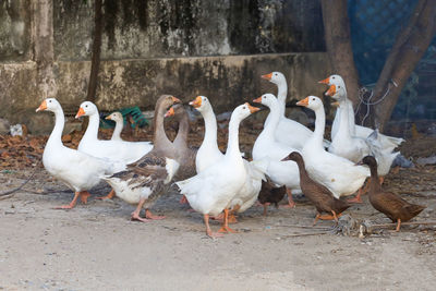 Group white goose and duck is stay in garden