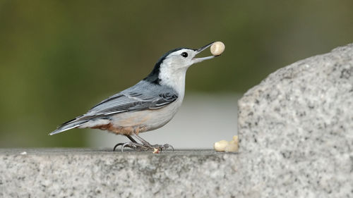 Close-up of bird perching on rock