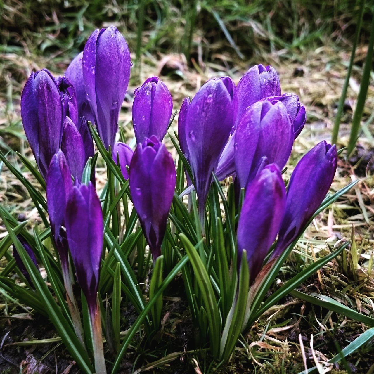 purple, flower, freshness, fragility, petal, growth, beauty in nature, close-up, flower head, field, nature, plant, focus on foreground, blooming, crocus, in bloom, high angle view, day, outdoors, stem