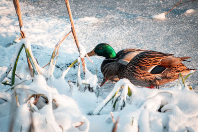 Close-up of birds in snow