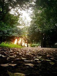 Footpath in forest