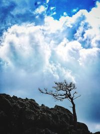 Low angle view of tree against sky