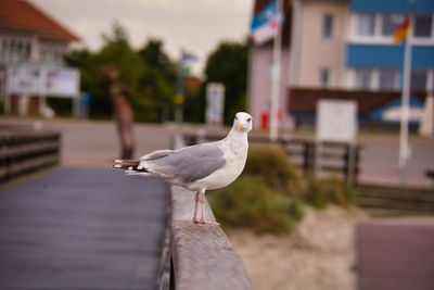 Close-up of seagull perching on a building