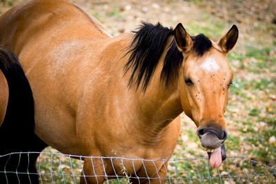 Horse standing in ranch