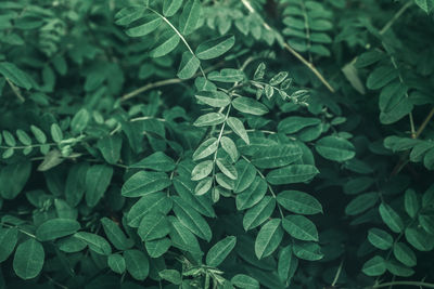 Abstract green leaves of rose hip background. natural dog-rose textured foliage. 