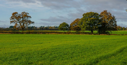 Trees on field against sky