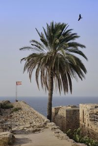 Palm trees on beach against clear sky