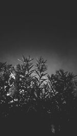 Low angle view of silhouette trees against sky