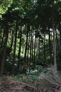 Trees in forest