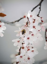 Close-up of white cherry blossom tree