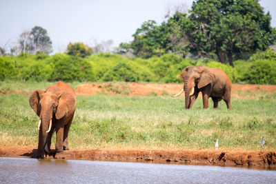 Elephant walking in a horse