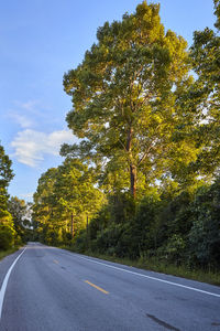 Road amidst trees against sky