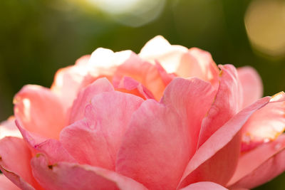 Close-up of pink roses