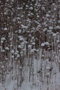 Snow covered trees on field