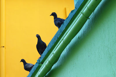 Low angle view of bird perching on wall