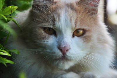 Close-up of cat