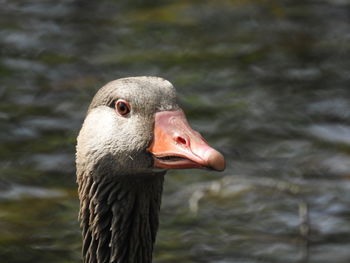 Close-up of goose in lake