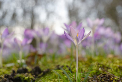 Close-up of purple crocus flowers on field