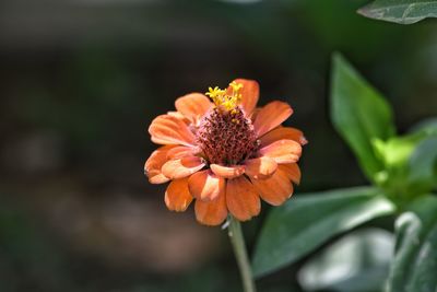 Close-up of orange flowering plant on field