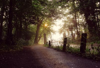 Road passing through forest